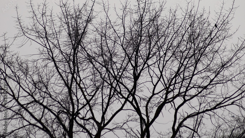 tree against a background of gray sky close-up tree against a background of gray sky close-up