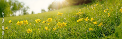 Sun-drenched meadow bursting with yellow wildflowers. Ideal for promoting spring  nature s beauty  and outdoor activities.