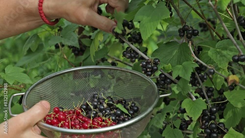 The woman collects black currant. Ripe berries of black currant on the branch. Healthy berries of black currant in a bowl in a summer garden. Healthy eating concept