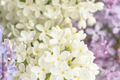 Enchanted fragrant Lilac Flowers of different colors, white lilac, lilac- blue close up. Colorful lilac background under sunlight © Anna