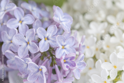 Enchanted fragrant Lilac Flowers close up, Blue skies lilac, lilac- blue, white lilac close up. Colorful lilac background under sunlight