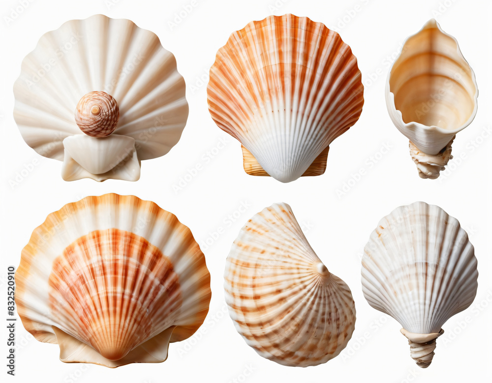 seashells on a white background seashells on a white background