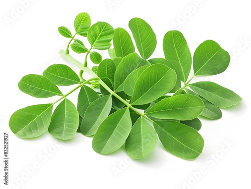 Light Green of Moringa Leaves