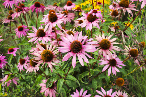 medicinal echinacea flowers among green grass