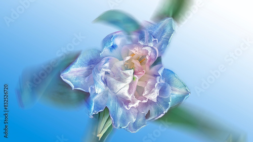 close up of blue iris flower 