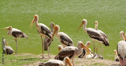 Painted stork (Mycteria leucocephala) is a large wader in the stork family. High definition shot at 4K video footage.