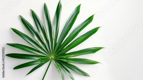 Raphis Palm Leaf in PNG Style Isolated on White Background with Natural Light Highlight