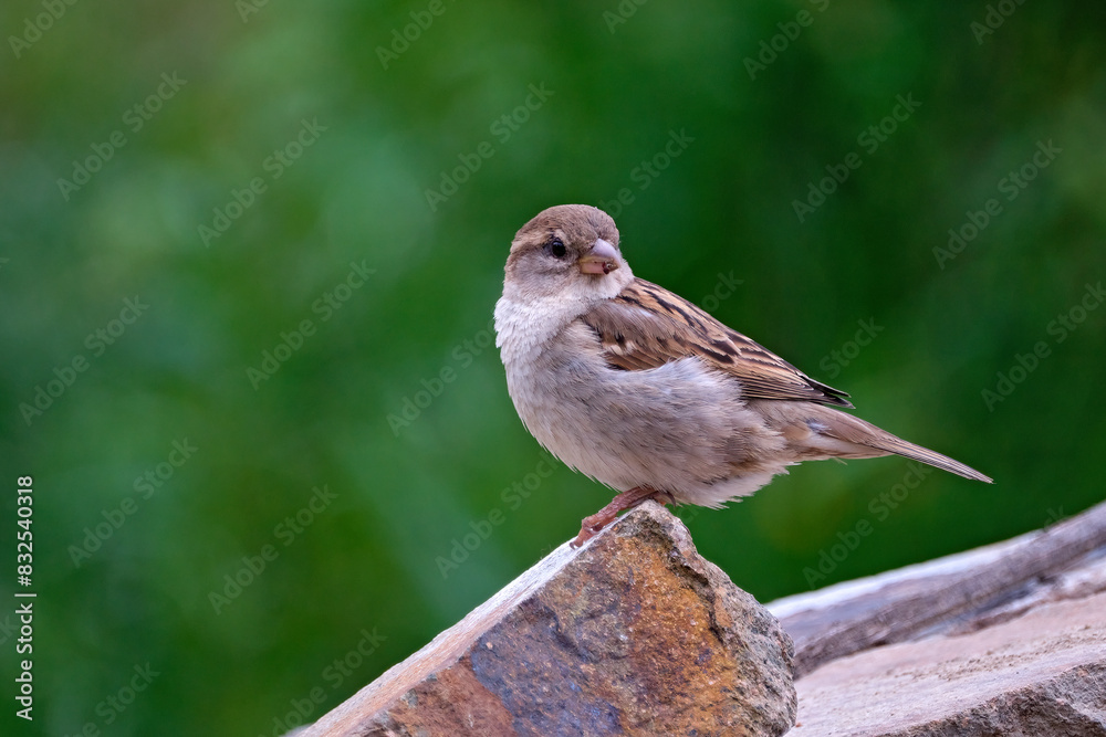 Haussperling ( Passer domesticus ) – auch Spatz oder Hausspatz. Haussperling ( Passer domesticus ) – auch Spatz oder Hausspatz.