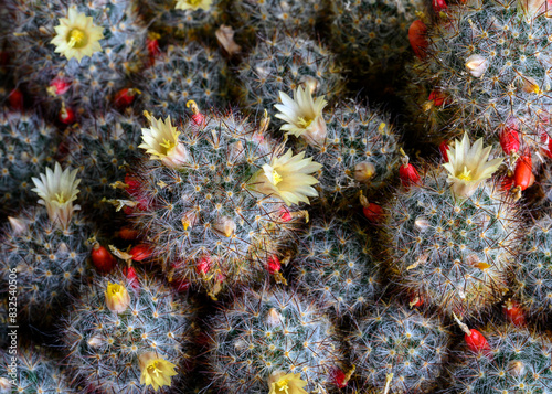 Close-up view of a flowering cactus Mammillaria Prolifera