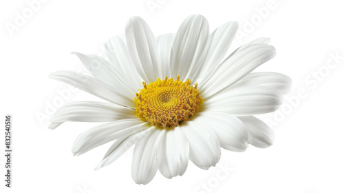 Daisy flower