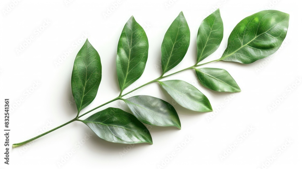 Vibrant ZZ Plant Leaf Basks in Natural Light against a Pure White Backdrop
