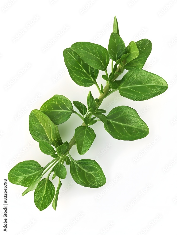 Rich Green Oregano Leaves A Vibrant D Rendering Rich Green Oregano Leaves A Vibrant D Rendering