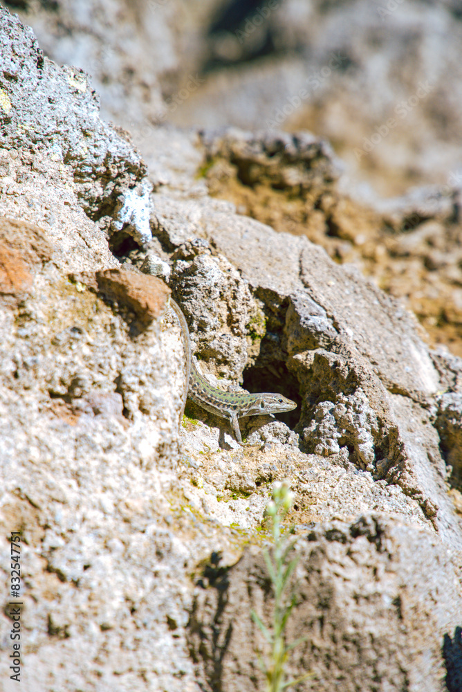 a lizard on a stone a lizard on a stone