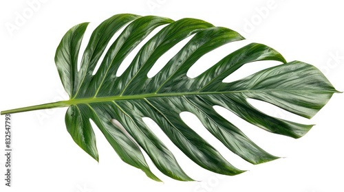 Arenga Palm Leaf Crisp White Background with Natural Light photo