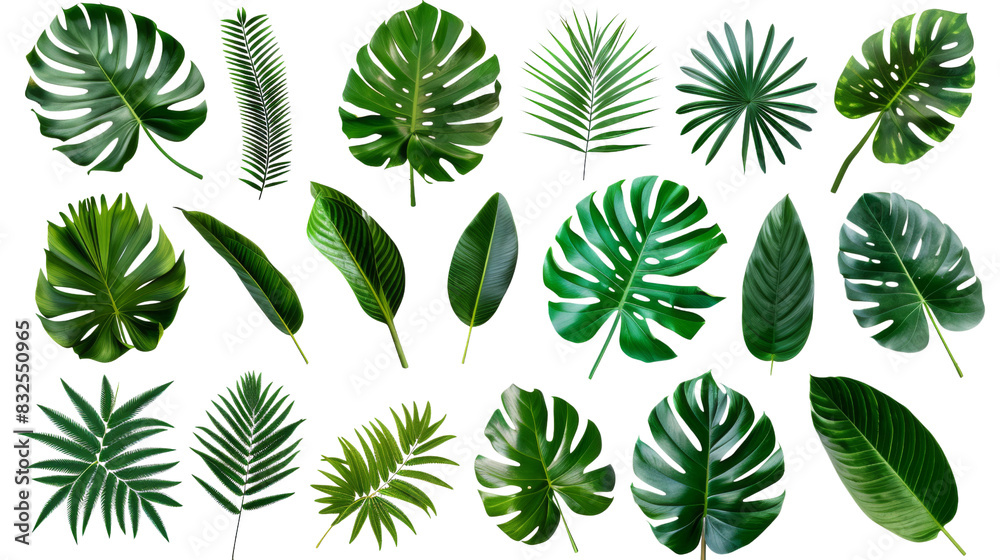Collection of green leaves of tropical plants bush Collection of green leaves of tropical plants bush