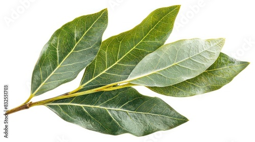 Bay Leaf in Isolated PNG Glow A Culinary Herb Emblematic of Natures Purity and Flavorful Potential
