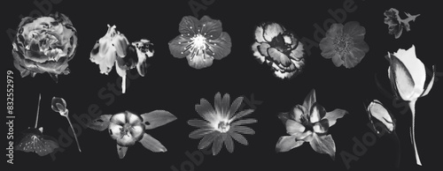 A collection of different white flowers in a retro halftone style on a black background. Perfect for vintage design projects and floral themed artwork