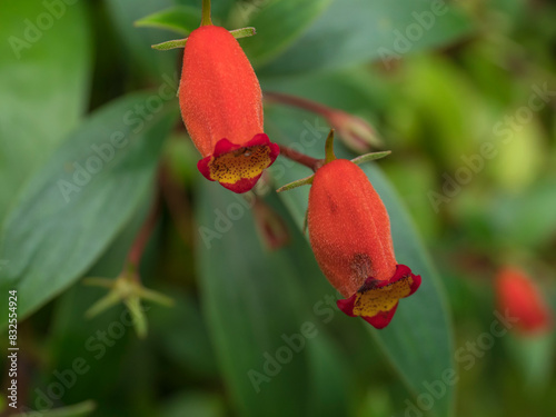 Close up of red orange flower Bolivian Sunset, Gloxinia sylvatica ,Glasnevin jubilee bright plants,Tubular flowers ,hardy gloxinia colourful Cylindrical with soft selective focus ,macro image photo