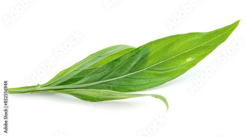 Tarragon Leaf in Pristine Isolation A Statement of Natural Purity and Culinary Potential