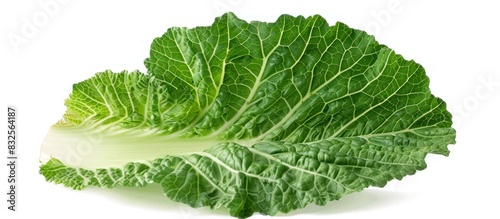 Napa Cabbage Leaf in PNG Style Fresh Healthy and Transparent Ingredient for Asian Cuisine