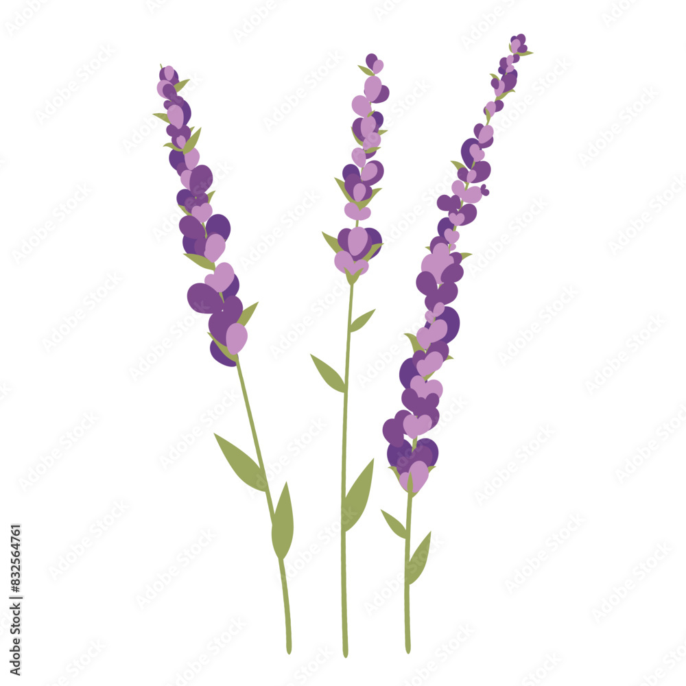 Obraz premium Web Bouquet of lavender.Garden lavender on a white background.