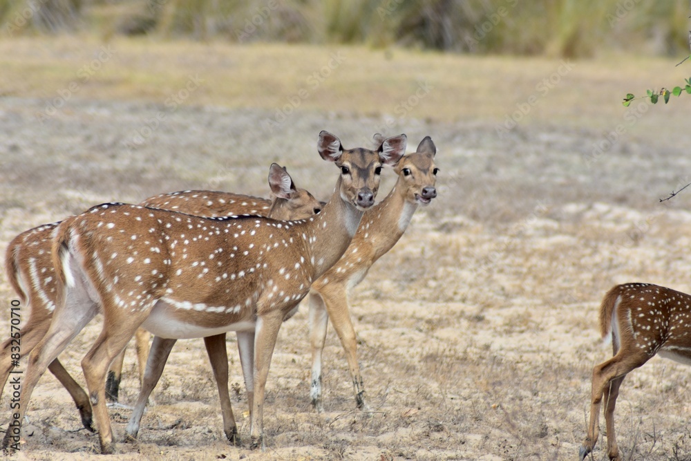 deer in the forest