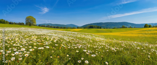 Fototapeta Naklejka Na Ścianę i Meble -  green meadow and blue sky