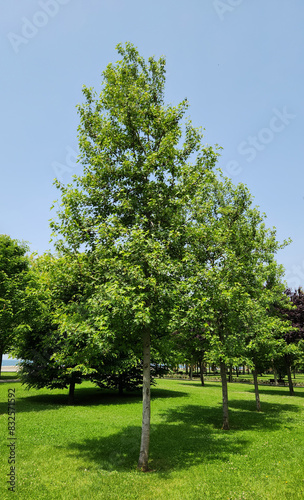 A young tree of the American sweetgum or American storax (Liquidambar styraciflua) in a city park in May