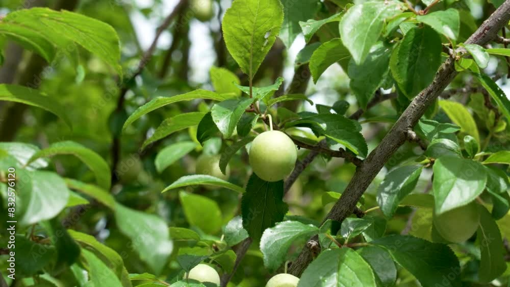 Green fruit of a plum tree in a farm organic orchard in the wind with lush foliage Green fruit of a plum tree in a farm organic orchard in the wind with lush foliage