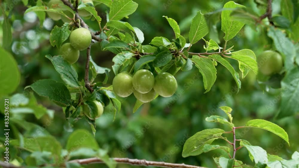 Ripening cherry plum berry in day sunlight in the garden on a spring tree branch. Organic eco orchard Ripening cherry plum berry in day sunlight in the garden on a spring tree branch. Organic eco orchard