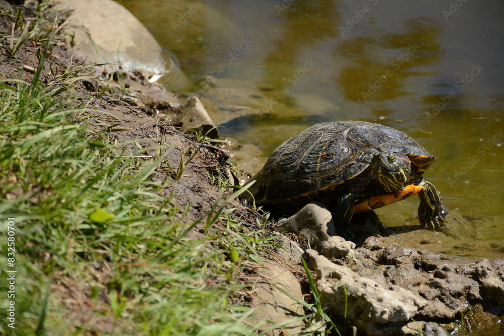 Obraz premium A turtle walks along the shore near the lake