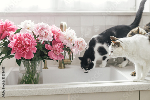 Photography Cute cats and beautiful peonies in sink on background of brass faucet and white counter in new scandinavian house
