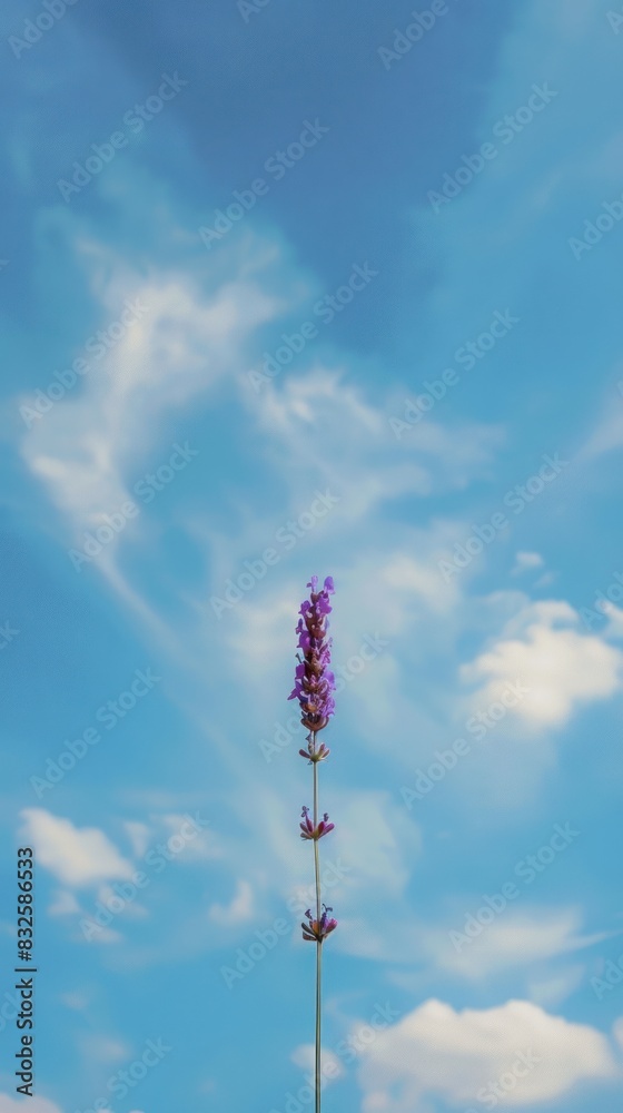 Obraz premium Lavender flowers in full bloom against a bright blue sky, capturing their elegance.