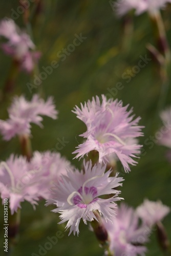 Pink flower of dianthus plumarius, also known as the garden pink, wild pink or simply pink. Native to Western Europe, grows on limestone photo