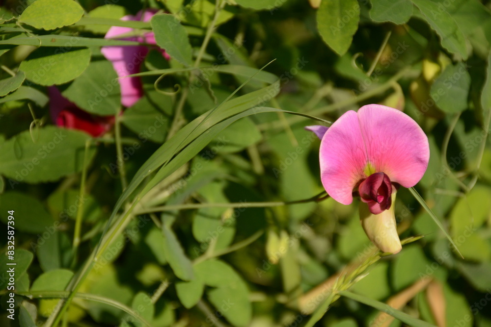 Wild sweet pea (Lathyrus odoratus) flowers blooms with pink flowers Wild sweet pea (Lathyrus odoratus) flowers blooms with pink flowers