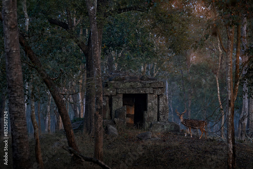 Chital deer in ruins of a Chola temple in the Nagarhole reserve. ndia wildlife. Axis spotted deer in the forest. Deers in the nature habitt, Kabini Nagarhole NP in India. Misty morning in nature.