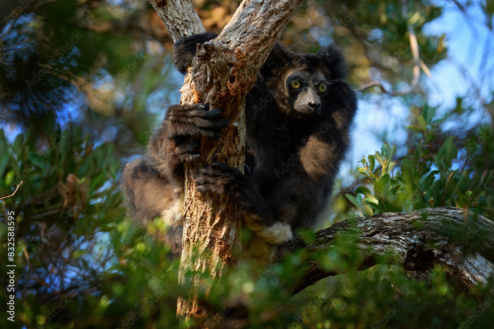 Wild lemur in habitat. Indri indri, monkey with young babe cub in Kirindy Forest, Madagascar. Lemur in the nature habitat. Sifaka on the tree, sunny day. Largest living lemur. Wildlife Madagascar. Wild lemur in habitat. Indri indri, monkey with young babe cub in Kirindy Forest, Madagascar. Lemur in the nature habitat. Sifaka on the tree, sunny day. Largest living lemur. Wildlife Madagascar.