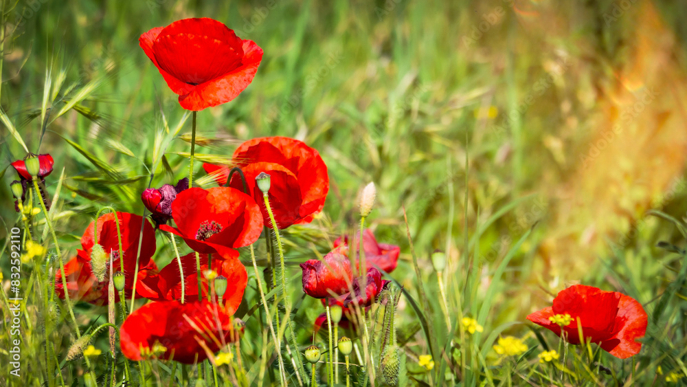 Obraz premium A field of blooming red poppies, a blurred background.