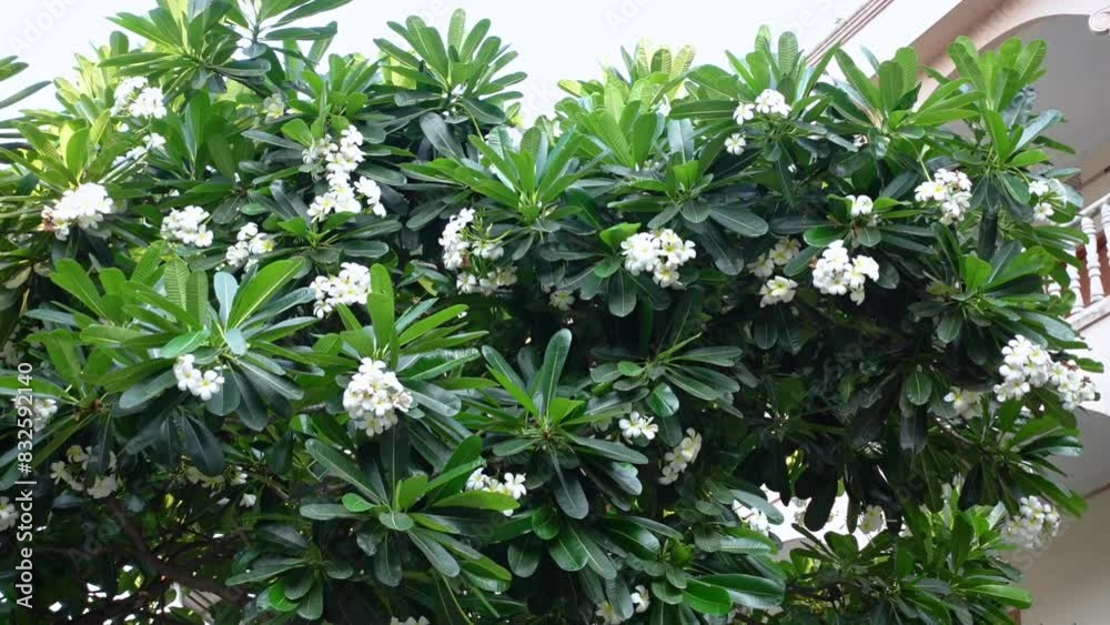 White-yellow Plumeria flowers is swaying in the wind on the green tree. White Plumeria flowers in green background. White-yellow Plumeria flowers is swaying in the wind on the green tree. White Plumeria flowers in green background.