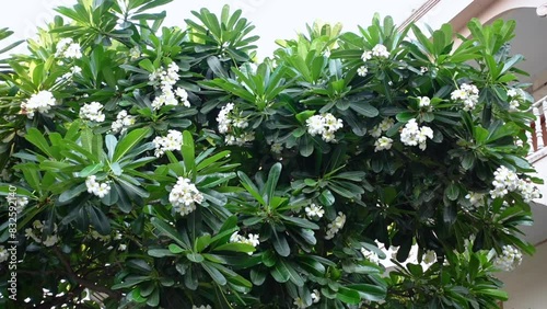 White-yellow Plumeria flowers is swaying in the wind on the green tree. White Plumeria flowers in green background.  photo