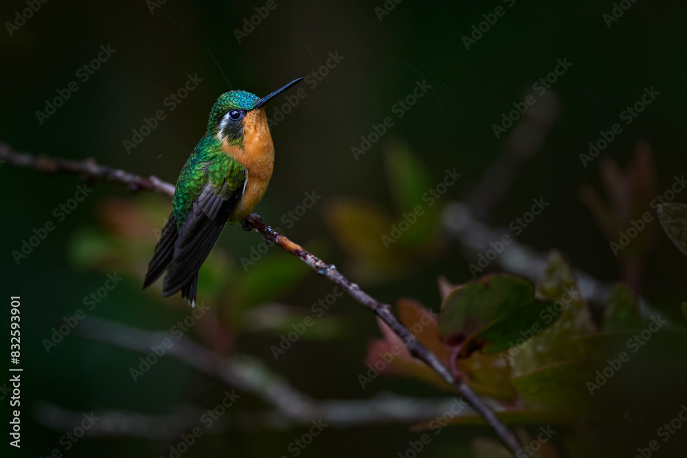 Fototapeta premium Tinny Costa Rica bird. Lampornis calolaemus, Purple-throated Mountain-gem, small hummingbird from Costa Rica. Violet throat small bird from mountain cloud forest in Costa Rica. Wildlife tropic nature