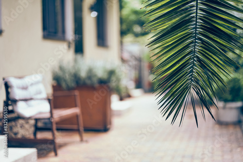 Against the background of a guest house for recreation. With space to copy. Close-up of the foliage of a tropical date palm plant. High quality photo photo