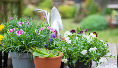 Fototapeta Naklejka Na Ścianę i Meble -  pretty and colorful spring flowers on a wooden table  with gardening tools background in a garden