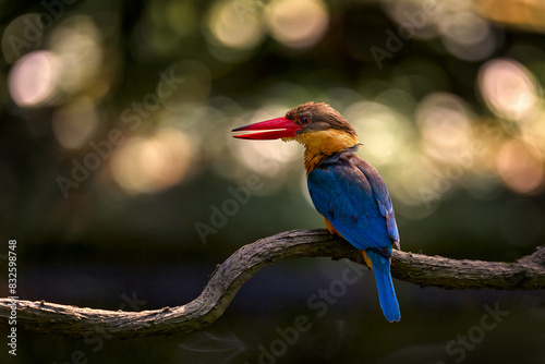 Fényképezés Stork-billed kingfisher, Pelargopsis capensis, bluel red orange colourful bird in the nature forest habitat