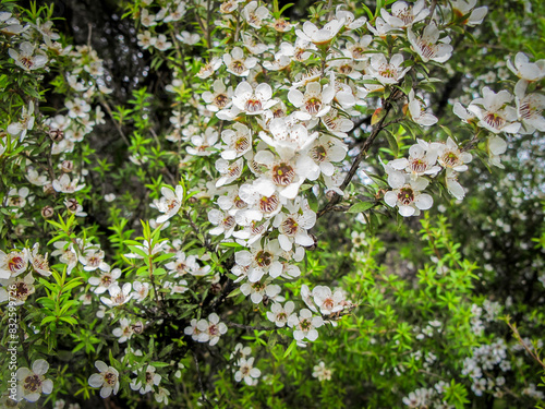 Manuka bush in flower closer photo