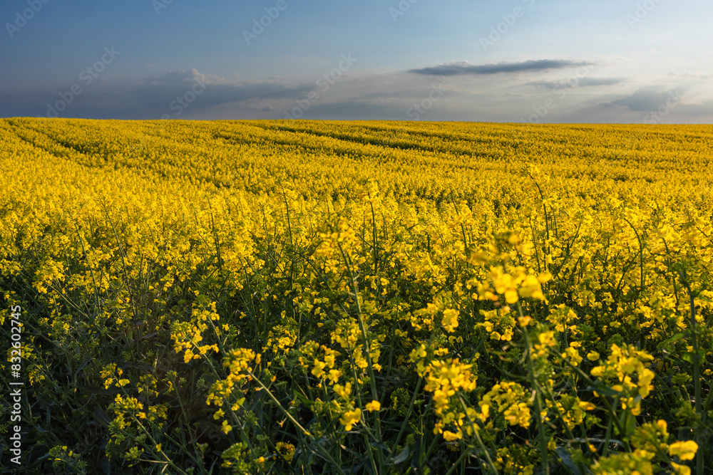 Yellow rapeseed field at the sunset. Yellow rapeseed field at the sunset.