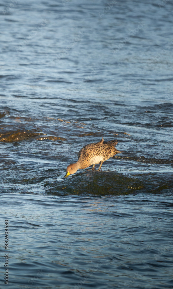 Fototapeta premium duck on a rock in a river