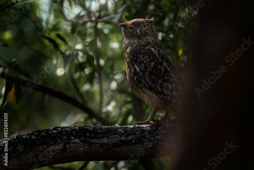 Owl - India wildlife. Brown Fish-owl, Ketupa zeylonensis, rare bird from Asia. Indian beautiful owl in nature forest habitat. Bird from Ranthambore, India. photo