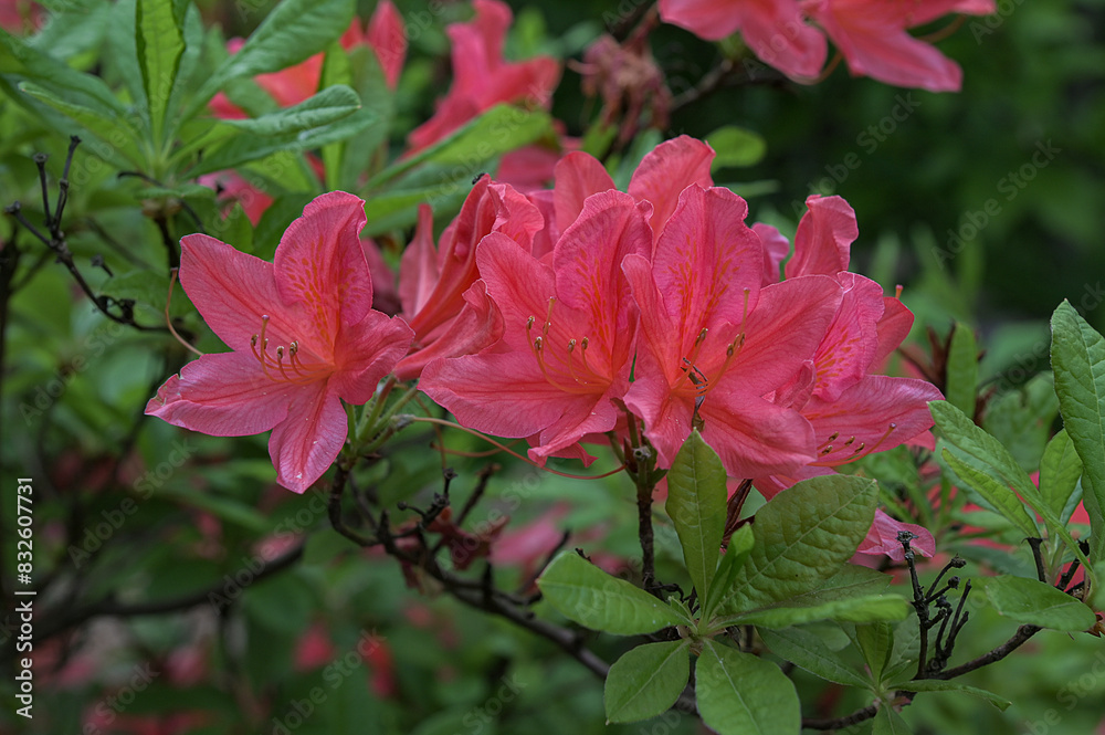 red rhododendron blooms in the garden. red rhododendron blooms in the garden.