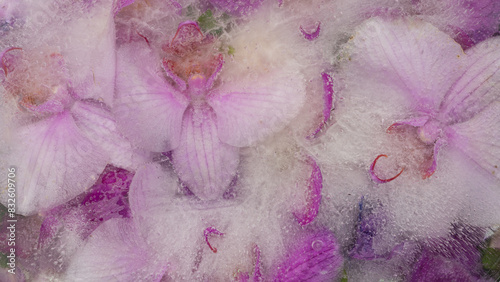 background with frozen pink and purple orchid flowers in ice photo